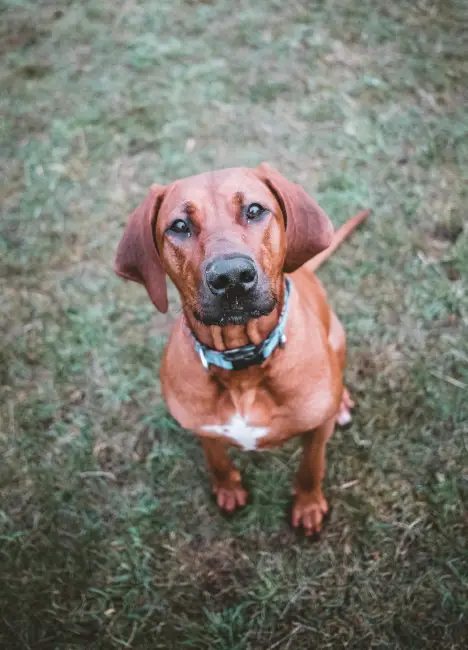 Hundefoto Flos Hundeschule